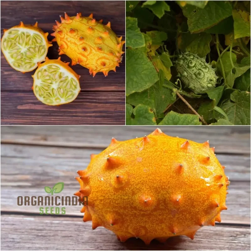 African Horned Cucumber Seeds for Planting and Gardening - Organic Seeds
