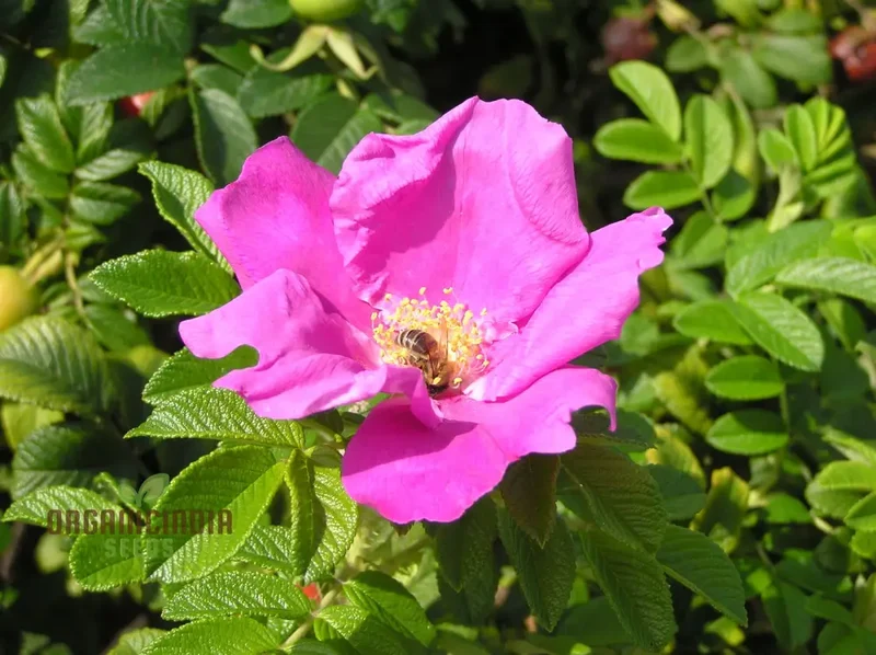 Rosa Rugosa (Japanese Rose) Flower Seeds For Planting, Expert Tips for Planting and Growing Hardy, Fragrant Roses for a Beautiful and Resilient Garden