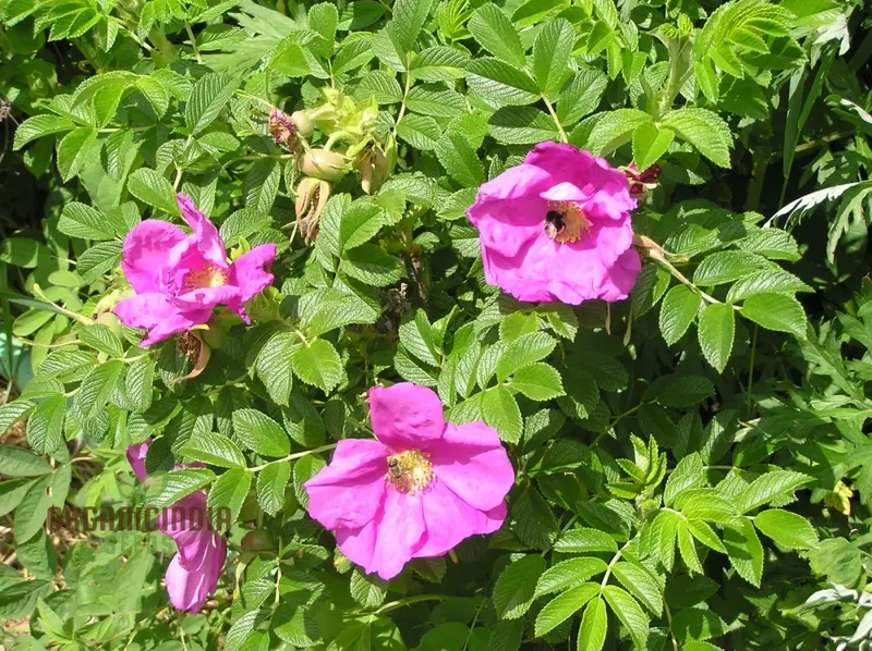Rosa Rugosa (Japanese Rose) Flower Seeds For Planting, Expert Tips for Planting and Growing Hardy, Fragrant Roses for a Beautiful and Resilient Garden