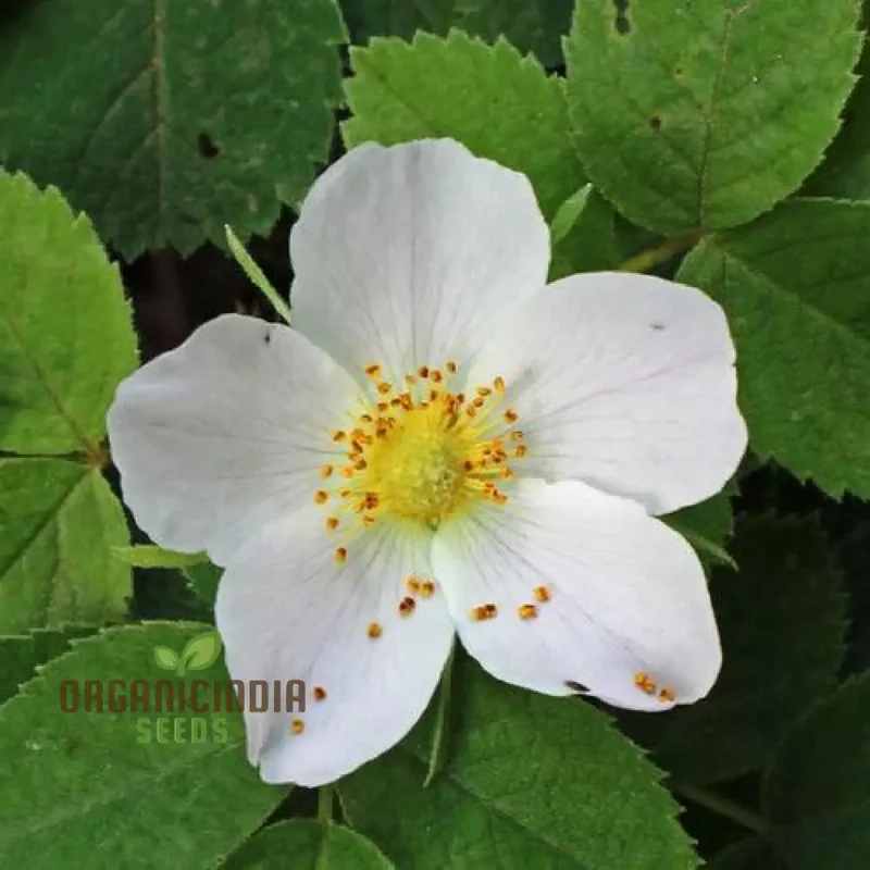 Rosa Pouzinii Flower Seeds For Planting, Expert Tips for Planting and Growing Stunning Wild Rose Flowers for a Beautiful Garden Landscape