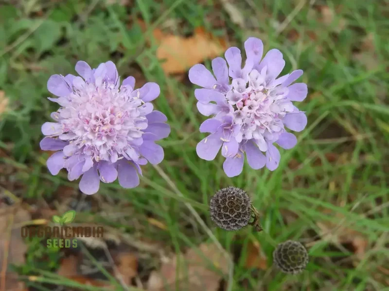 Scabiosa Atropurpurea Ssp Maritima Seeds for Gardening Enthusiasts | Premium Flower Seeds for Beautiful Gardens and Landscapes