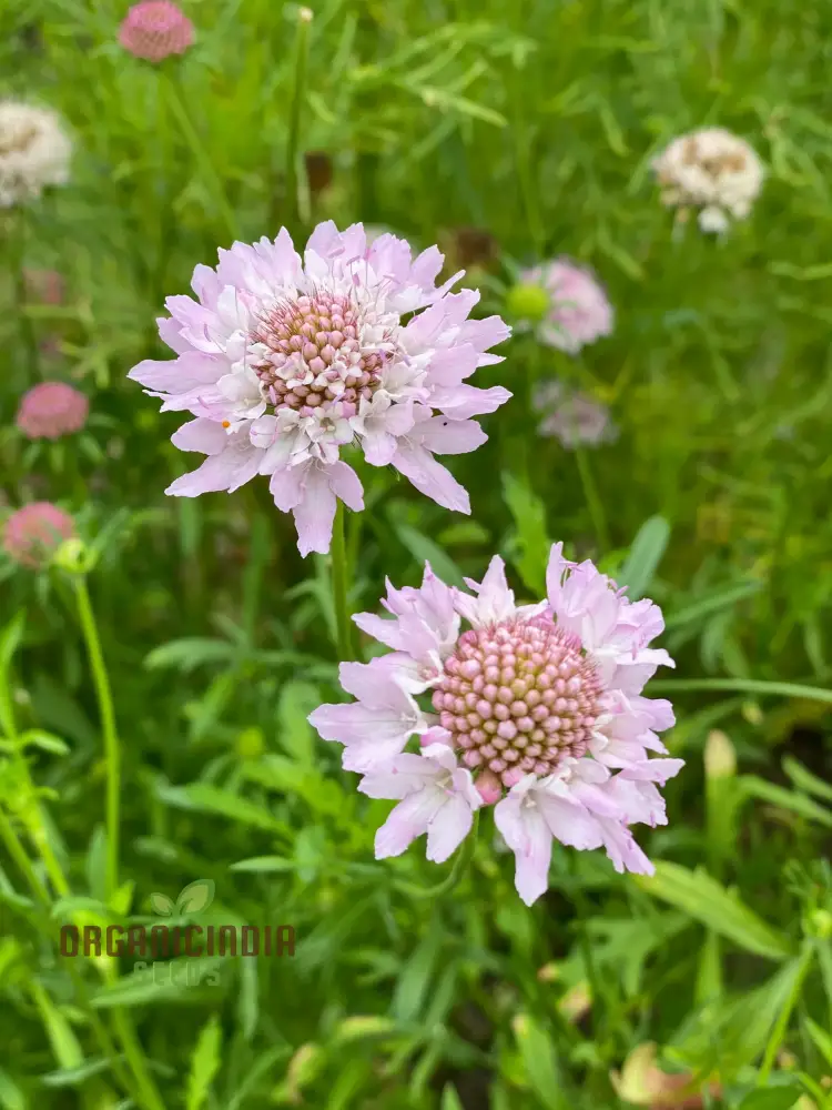 Scabiosa Atropurpurea Ssp Maritima Seeds for Gardening Enthusiasts | Premium Flower Seeds for Beautiful Gardens and Landscapes