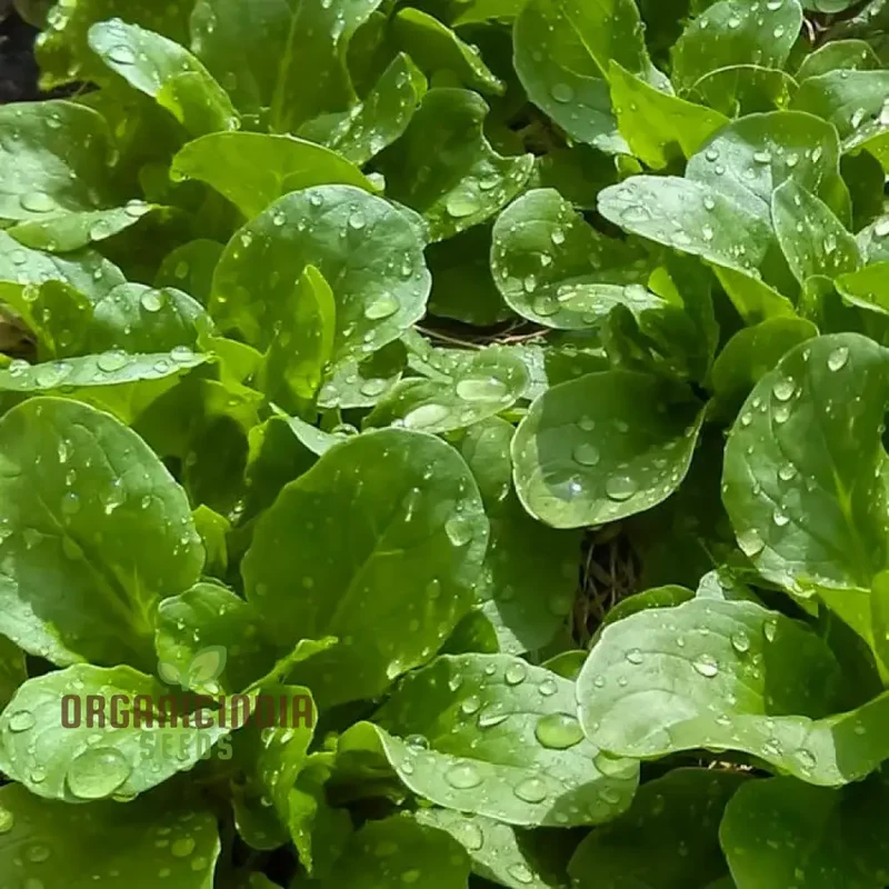 Corn Salad - Verte De Cambrai Seeds for Planting and Gardening | Premium Quality Seeds