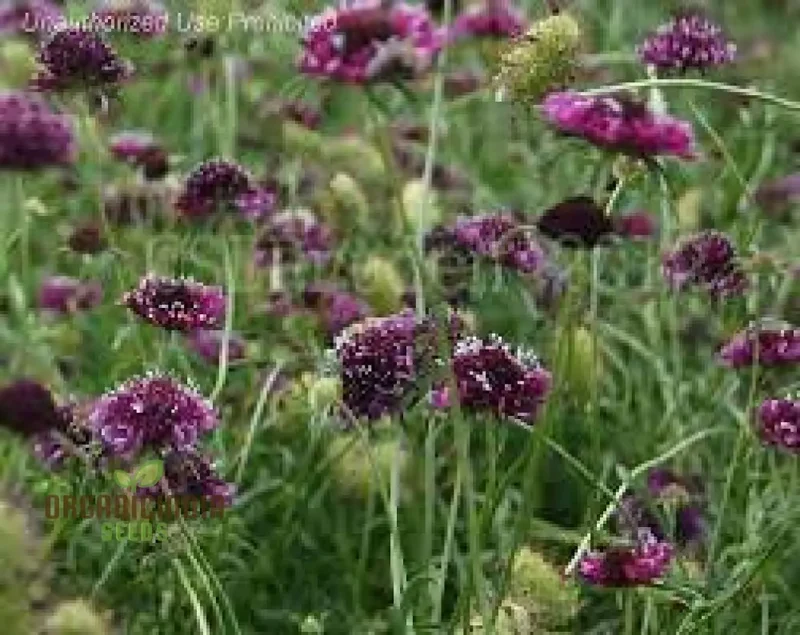 Scabiosa Atropurpurea 'Beaujolais Bonnets' Seeds - Exquisite Garden Flowers for Your Floral Haven | Premium Gardening Seeds