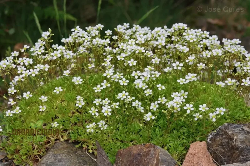 Saxifraga Vayredana Seeds - Rare Alpine Rockery Plant for Gardening Enthusiasts