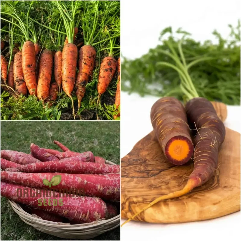Carrot Seeds Assortment - Pack of 3 | Organic Seeds for Planting & Gardening