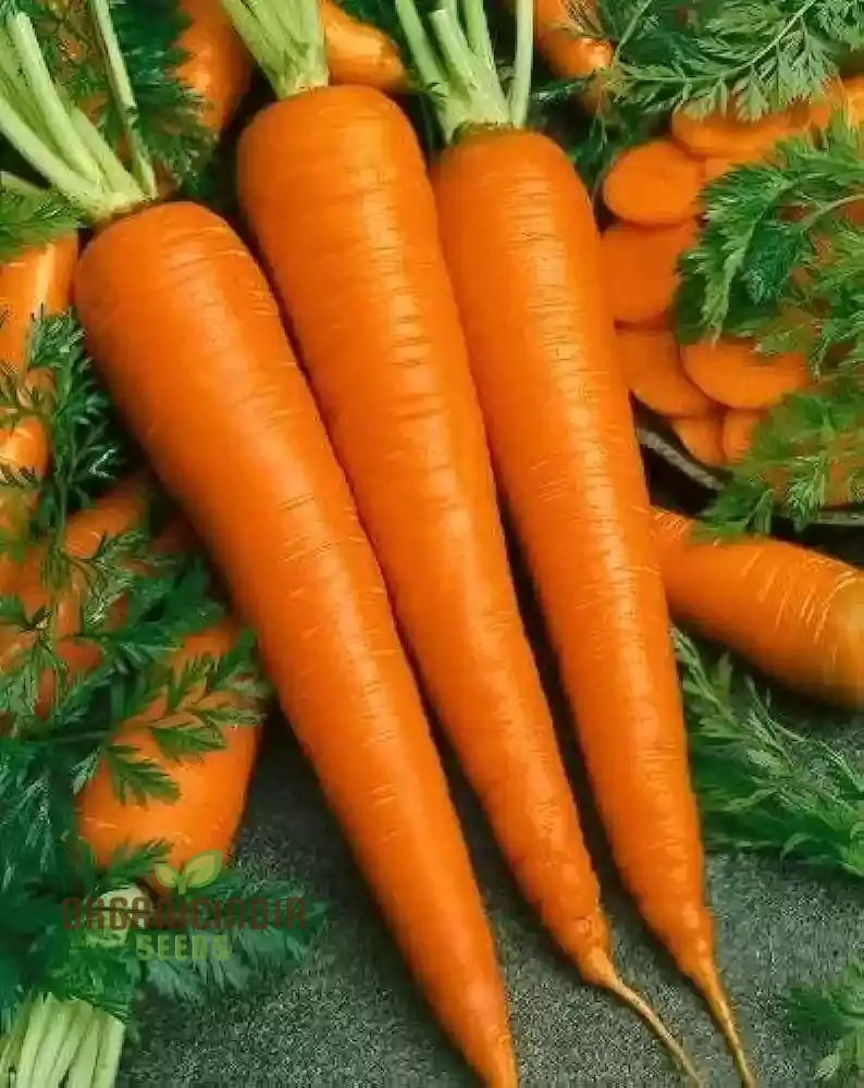 Carrot Seeds Assortment - Pack of 3 | Organic Seeds for Planting & Gardening