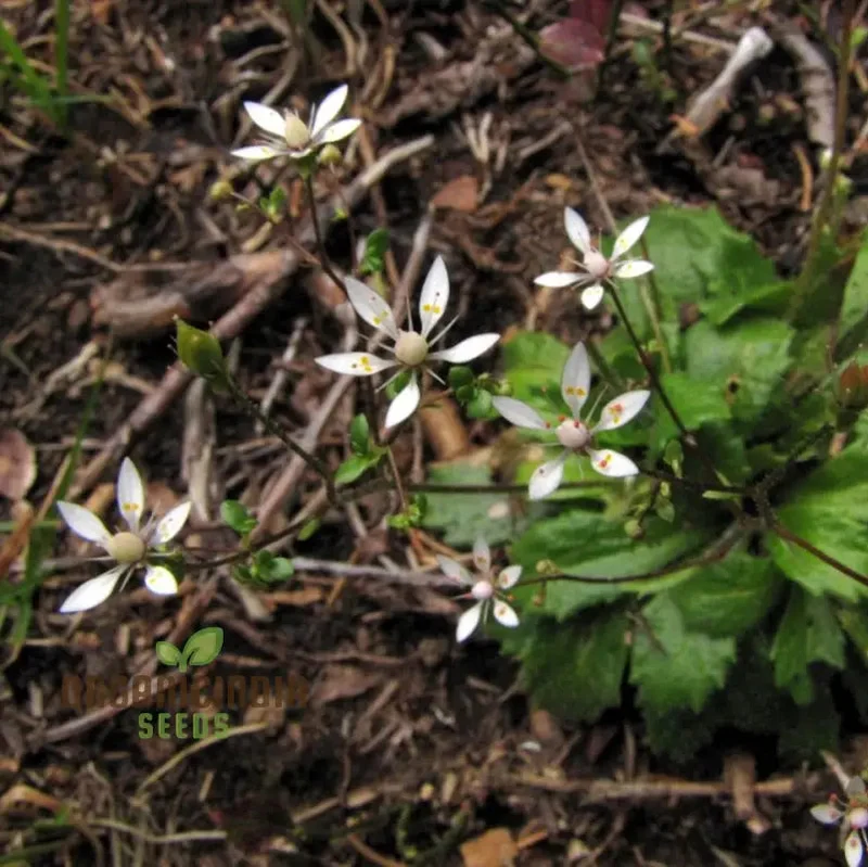 Saxifraga Stellaris Seeds for Gardening Enthusiasts | Rare Alpine Perennial Flower Seeds for Rock Gardens and Borders