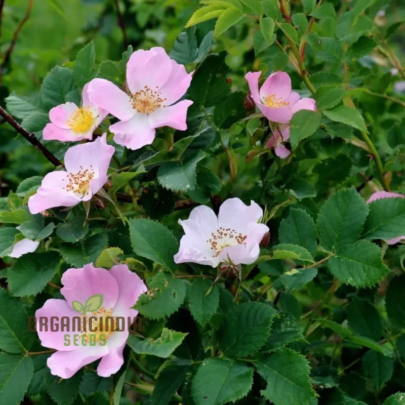 Rosa Canina Flower Seeds For Planting, Hardy Dog Rose Seeds for Beautiful and Resilient Wild Rose Flowers in Your Garden