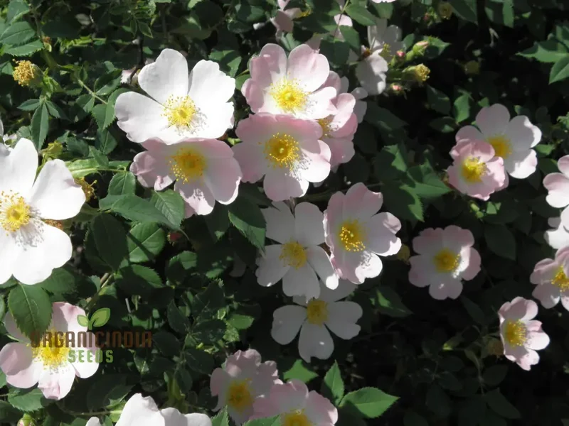 Rosa Canina Flower Seeds For Planting, Hardy Dog Rose Seeds for Beautiful and Resilient Wild Rose Flowers in Your Garden