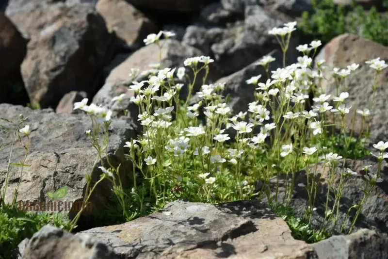 Saxifraga Species Mixed Seeds for Gardening Enthusiasts | Rare Alpine Plant Variety | Garden Seeds for Rock Gardens and Borders