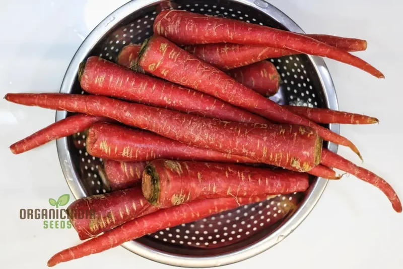Carrot - Ruby Queen F1 Seeds for Planting and Gardening - Organic Seed Pack
