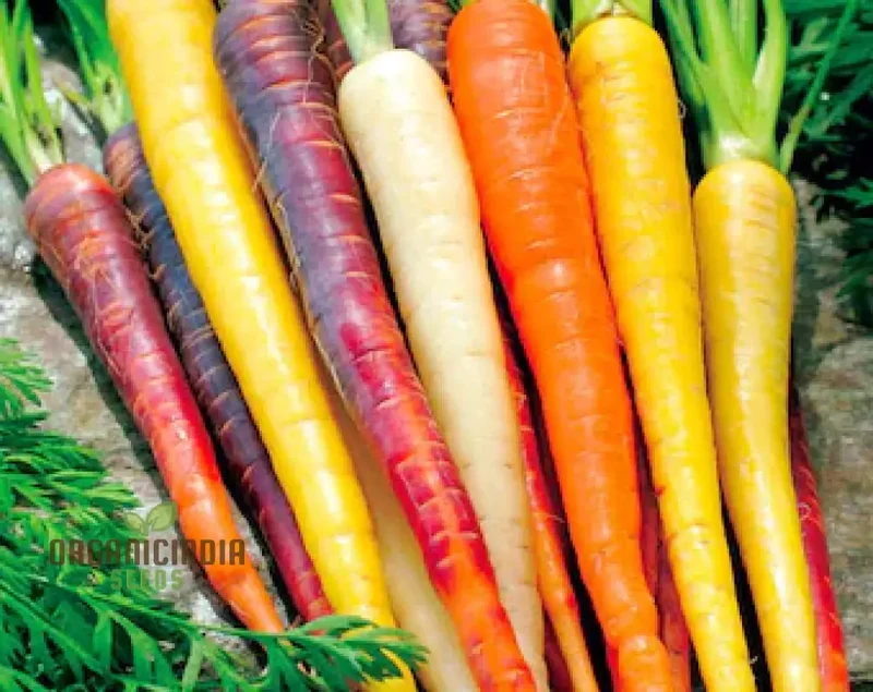 Carrot Seeds Mix for Planting and Gardening | Organic Seed Varieties