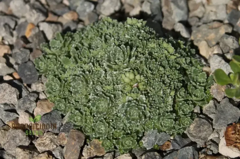Saxifraga Paniculata Minutifolia Seeds - Premium Gardening Plant for Rock Gardens and Borders