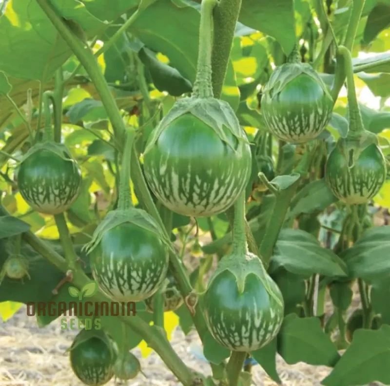 Eggplant - Asian Mini Green F1 Seeds Elevate Your Gardening with High-Yield, Flavorful Harvests!