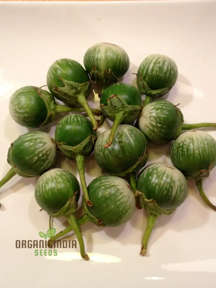 Eggplant - Asian Mini Green F1 Seeds Elevate Your Gardening with High-Yield, Flavorful Harvests!
