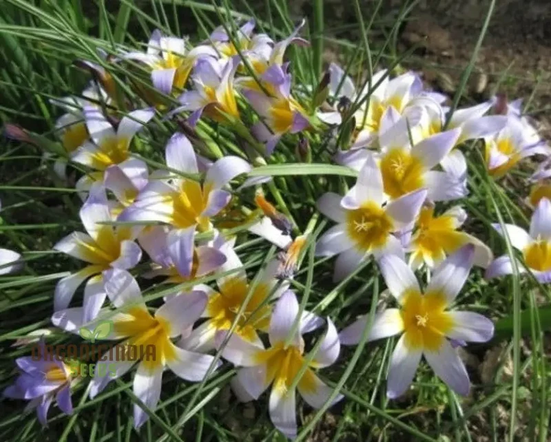 Romulea Zahnii Flower Seeds For Planting, Growing Rare and Elegant Blooms for Your Garden
