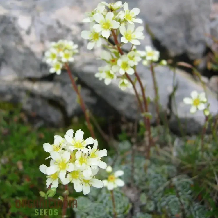 Saxifraga Paniculata Seeds, Premium Quality Gardening Seeds for Lush Rock Gardens