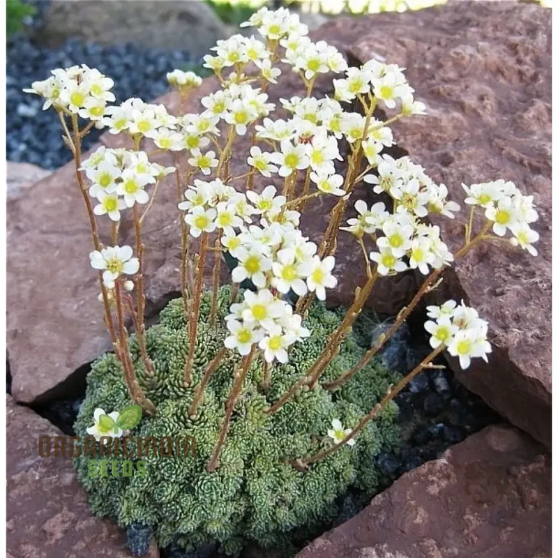 Saxifraga Paniculata Seeds, Premium Quality Gardening Seeds for Lush Rock Gardens