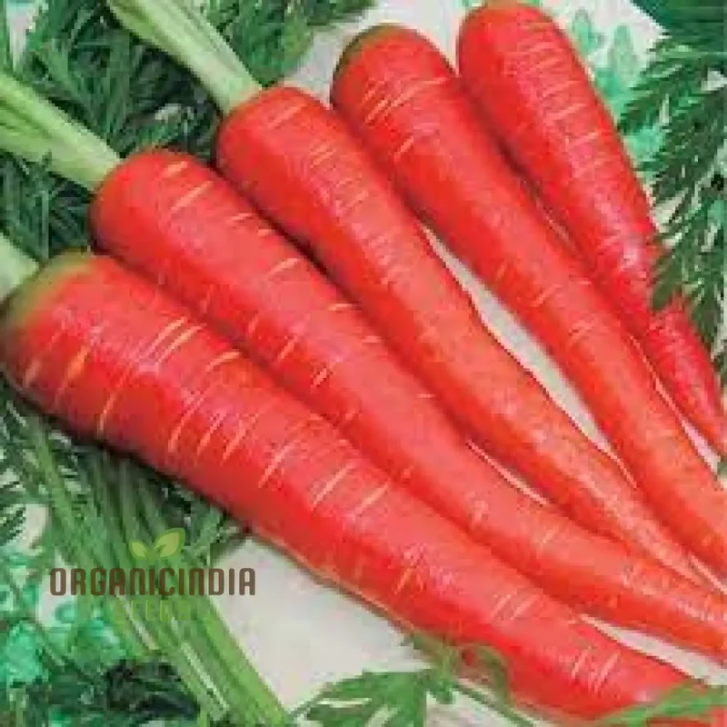 Carrot Seeds - Atomic Red for Planting & Gardening | Premium Quality Seeds