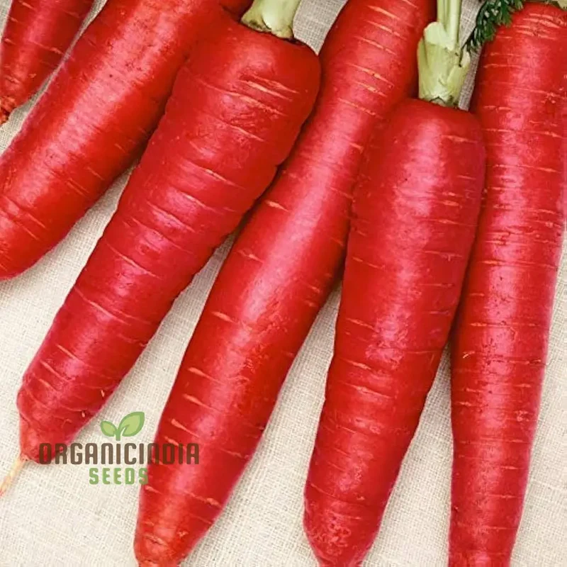 Carrot Seeds - Atomic Red for Planting & Gardening | Premium Quality Seeds
