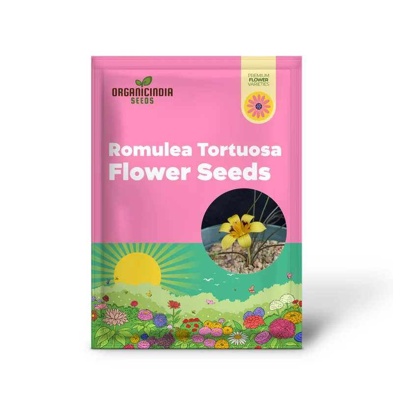 Romulea Tortuosa Flower Seeds For Planting, Cultivating Twisted Beauty and Unique Blooms for Your Garden