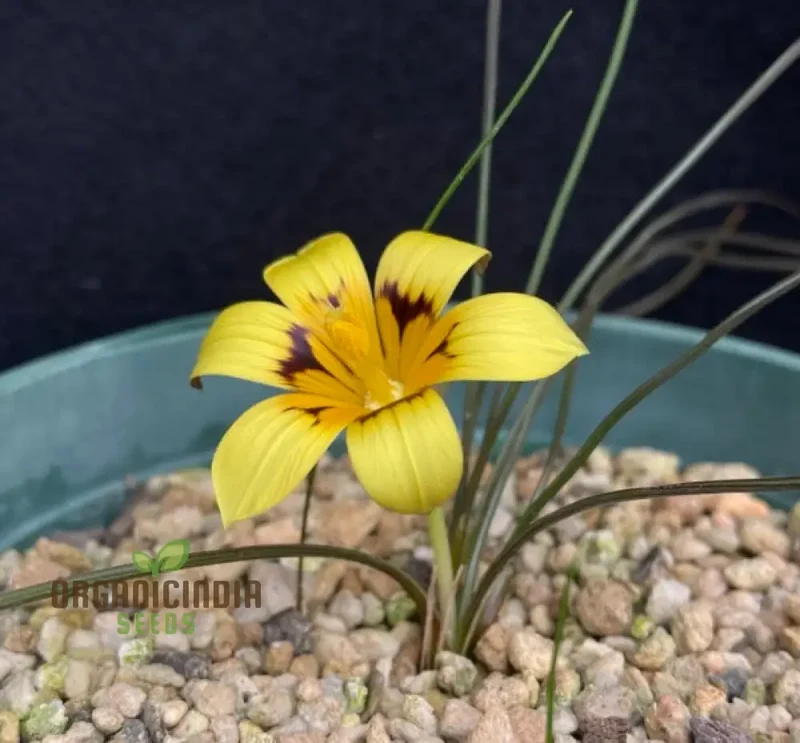 Romulea Tortuosa Flower Seeds For Planting, Cultivating Twisted Beauty and Unique Blooms for Your Garden