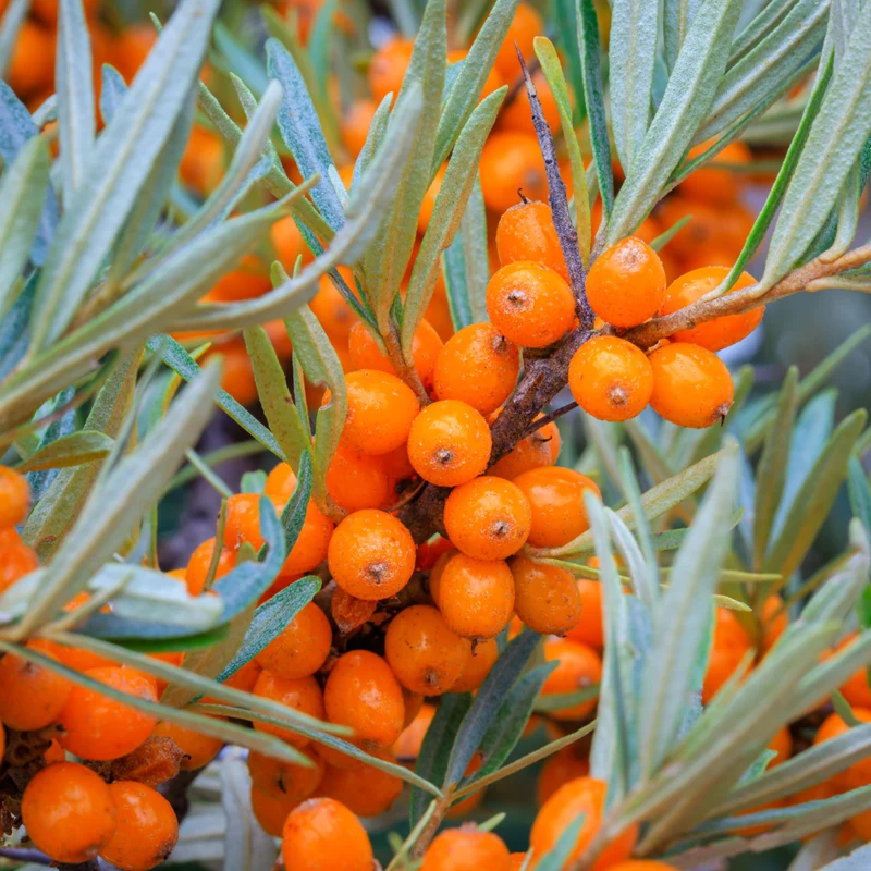 Argousier ‘Orange Énergie’ ( Hippophae rhamnoides ‘Orange Énergie’)