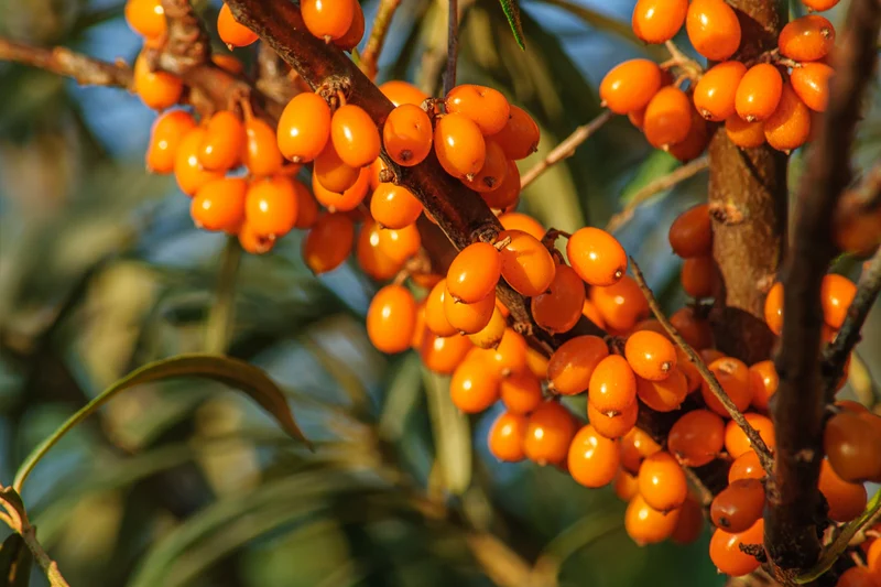 Argousier ‘Orange Russian’ ( Hippophae rhamnoides ‘Orange Russian’)