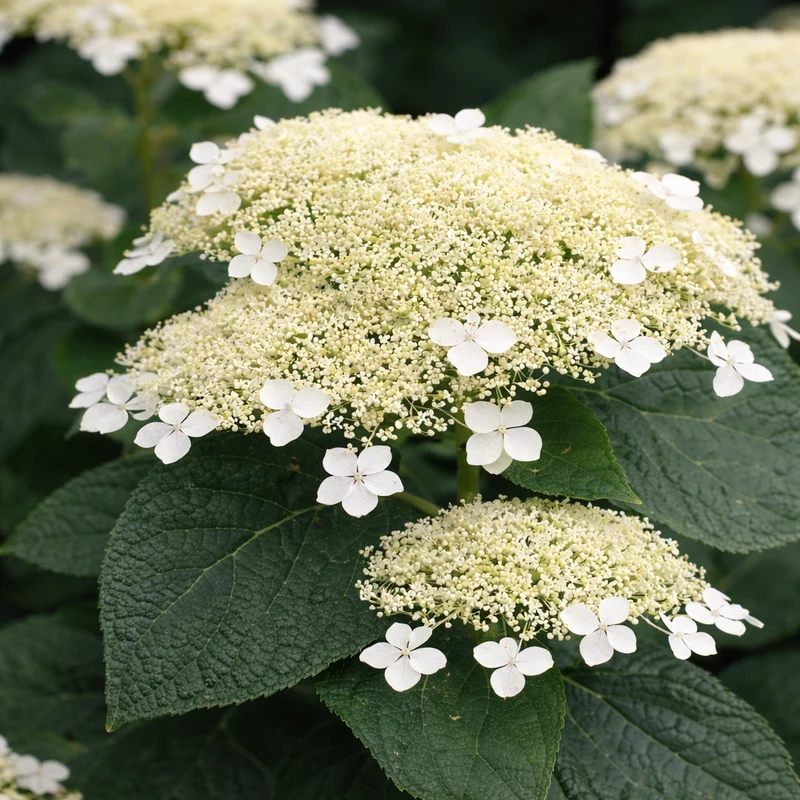 Hydrangée arborescente ‘White Dome’ ( Hydrangea arborescens ‘White Dome’)