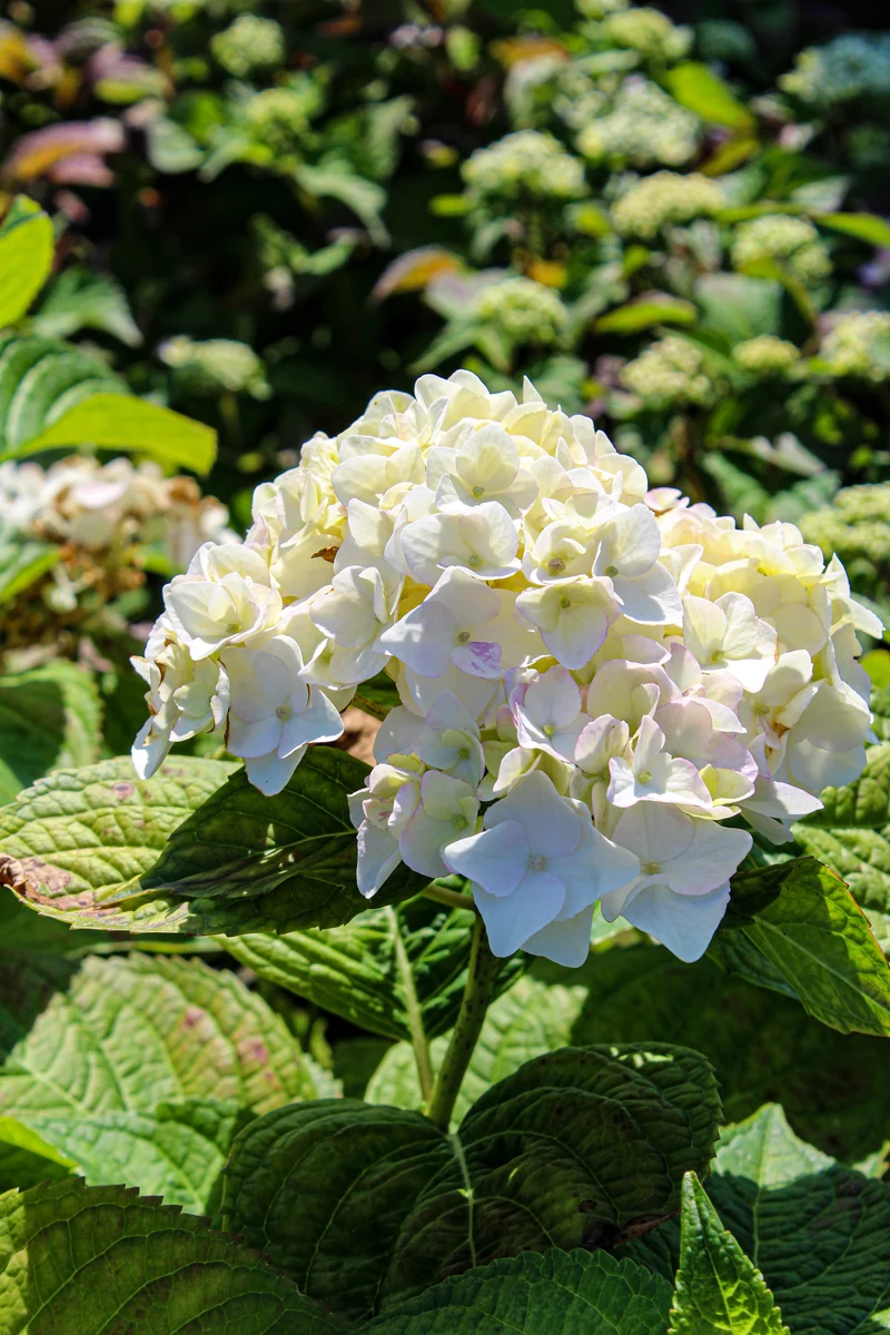 Hortensia ‘Blushing Bride’ ( Hydrangea macrophylla ‘Blushing Bride’)