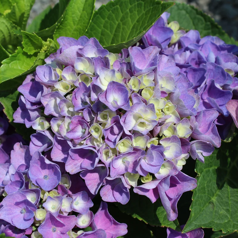 Hortensia ‘Elizabeth Ashley’ ( Hydrangea macrophylla ‘Elizabeth Ashley’)