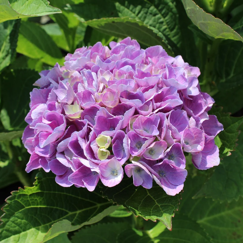 Hortensia ‘Everlasting Amethyst’ ( Hydrangea macrophylla ‘Everlasting Amethyst’)