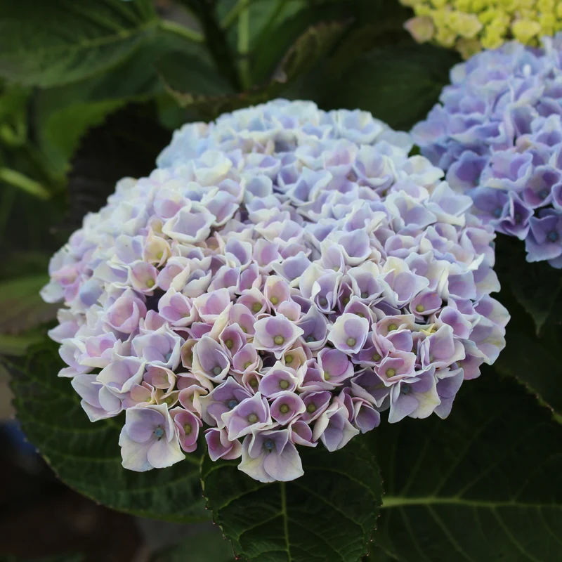 Hortensia ‘Everlasting Revolution’ ( Hydrangea macrophylla ‘Everlasting Revolution’)