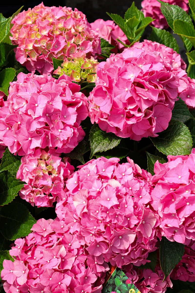 Hortensia ‘Forever Pink’ ( Hydrangea macrophylla ‘Forever Pink’)