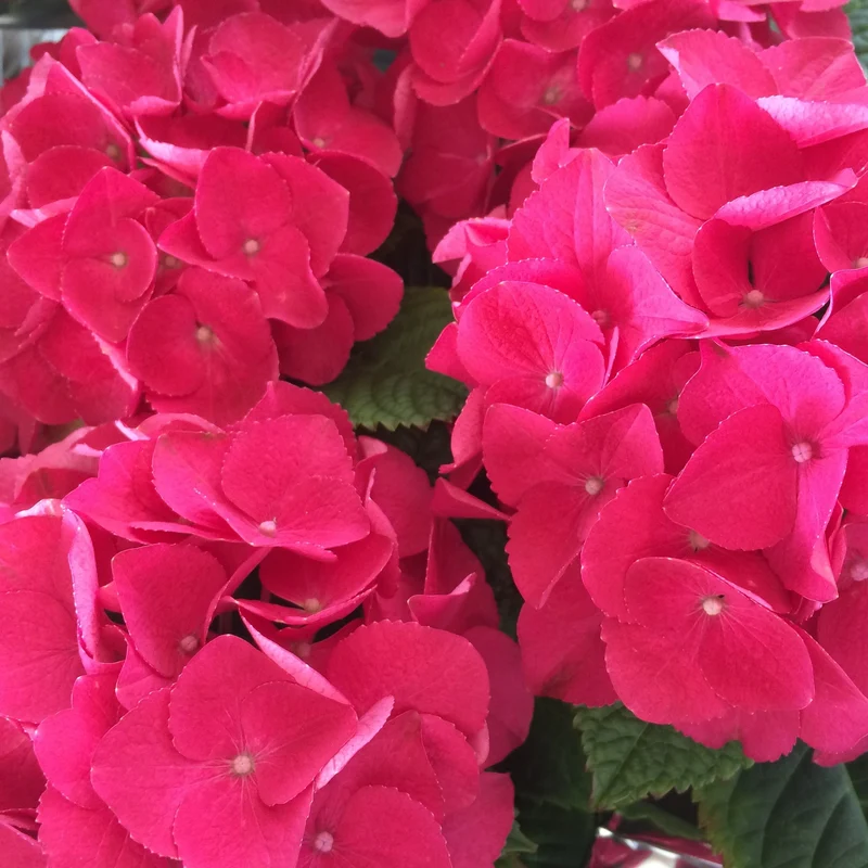 Hortensia ‘Glowing Embers’ ( Hydrangea macrophylla ‘Glowing Embers’)