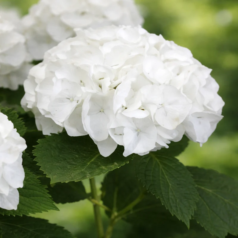 Hortensia ‘Magical Bride’ ( Hydrangea macrophylla ‘Magical Bride’)