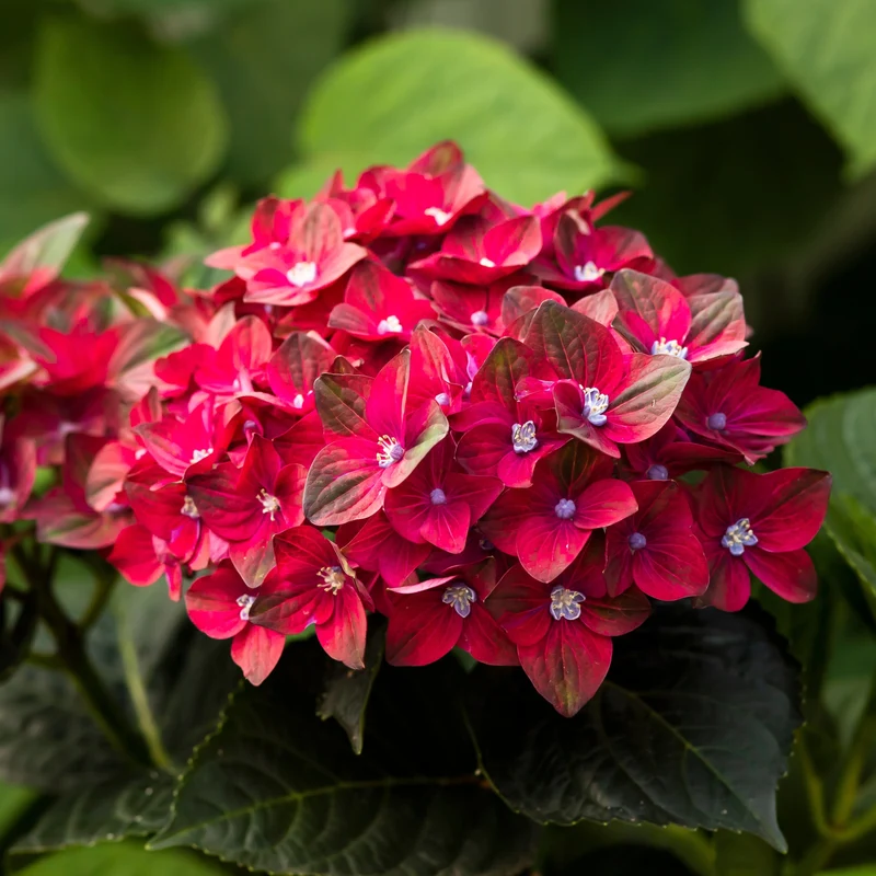 Hydrangée à grandes feuilles ‘Magical Ruby Red’ ( Hydrangea macrophylla ‘Magical Ruby Red’)