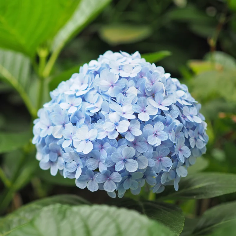 Hortensia ‘Nikko Blue’ ( Hydrangea macrophylla ‘Nikko Blue’)