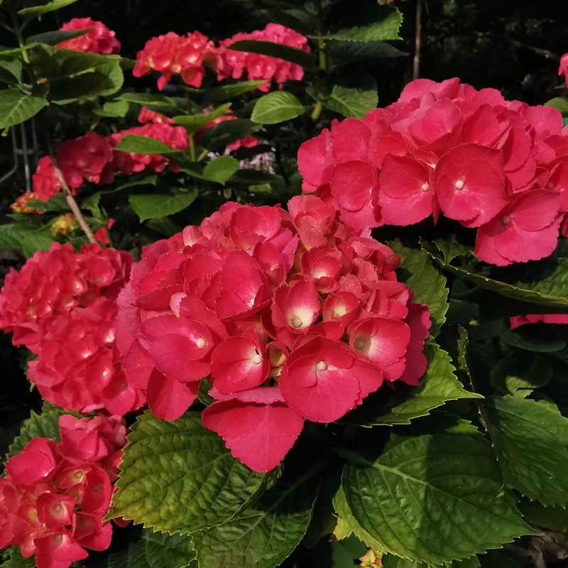 Hortensia ‘Red Sensation’ ( Hydrangea macrophylla ‘Red Sensation’)
