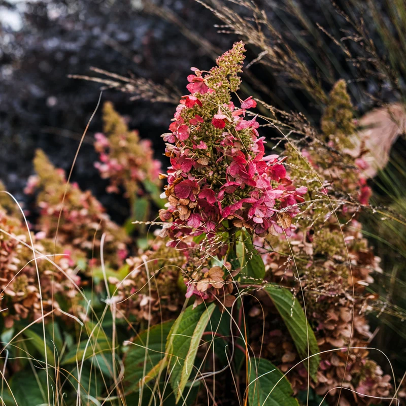 Hortensia paniculé ‘Lavalamp Flare’ ( Hydrangea paniculata ‘Lavalamp Flare’)