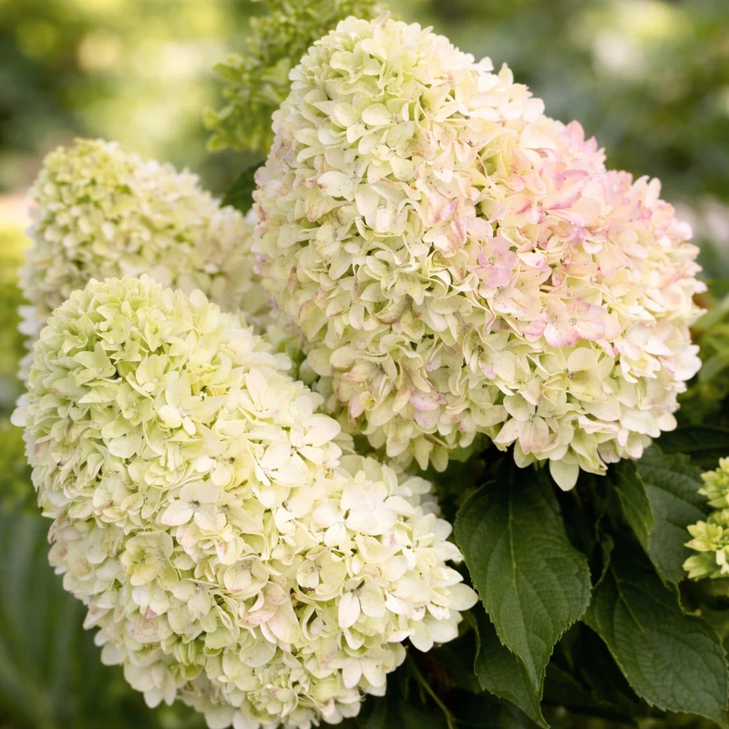Hortensia paniculé ‘Little Fresco’ ( Hydrangea paniculata ‘Little Fresco’)