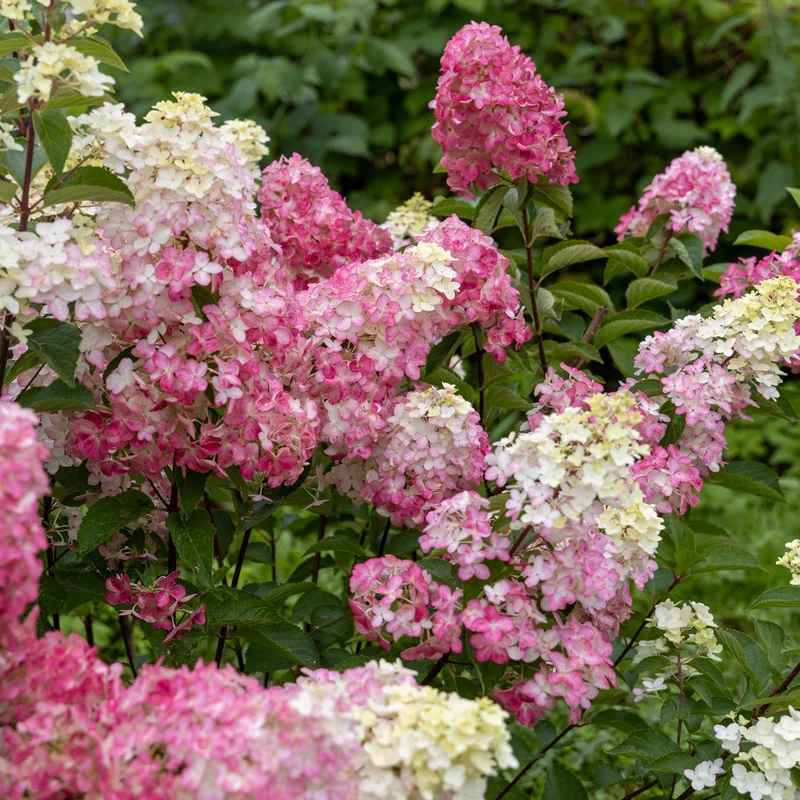 Hortensia paniculé ‘Mega Mindy’ ( Hydrangea paniculata ‘Mega Mindy’)