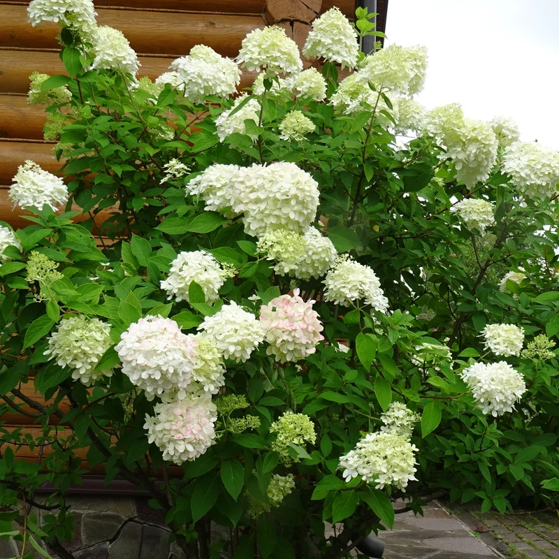 Hortensia paniculé ‘Polar Ball’ ( Hydrangea paniculata ‘Polar Ball’)