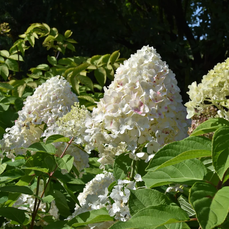 Hortensia paniculé ‘Snow Mountain’ ( Hydrangea paniculata ‘Snow Mountain’)
