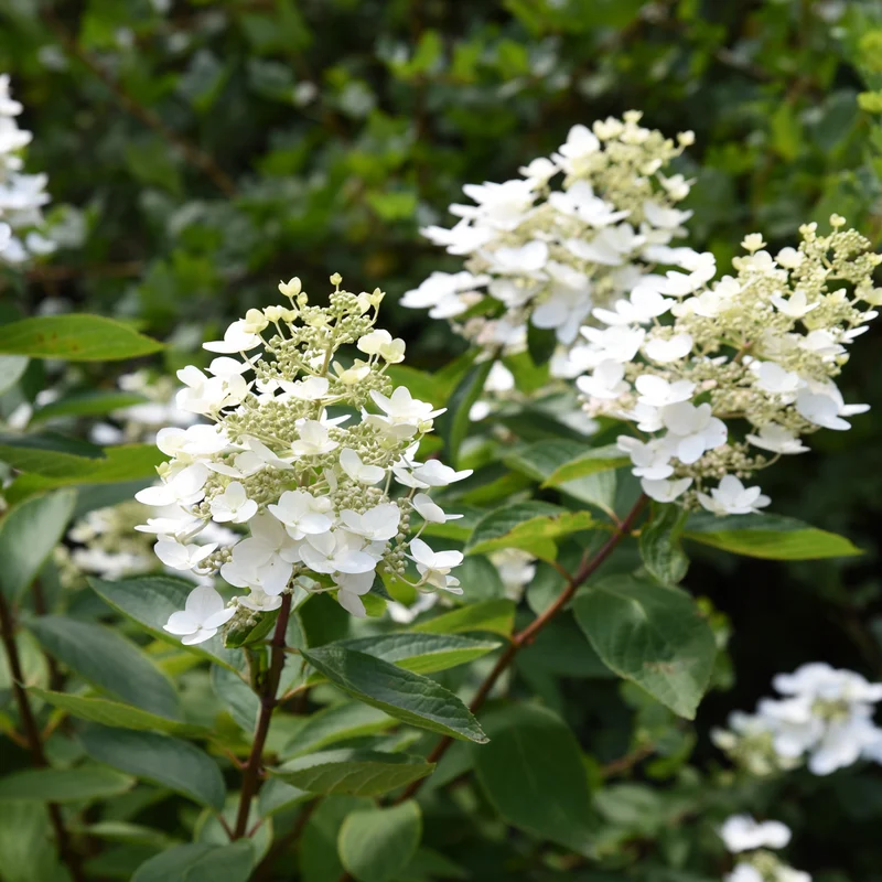 Hortensia paniculé ‘Unique’ ( Hydrangea paniculata ‘Unique’)