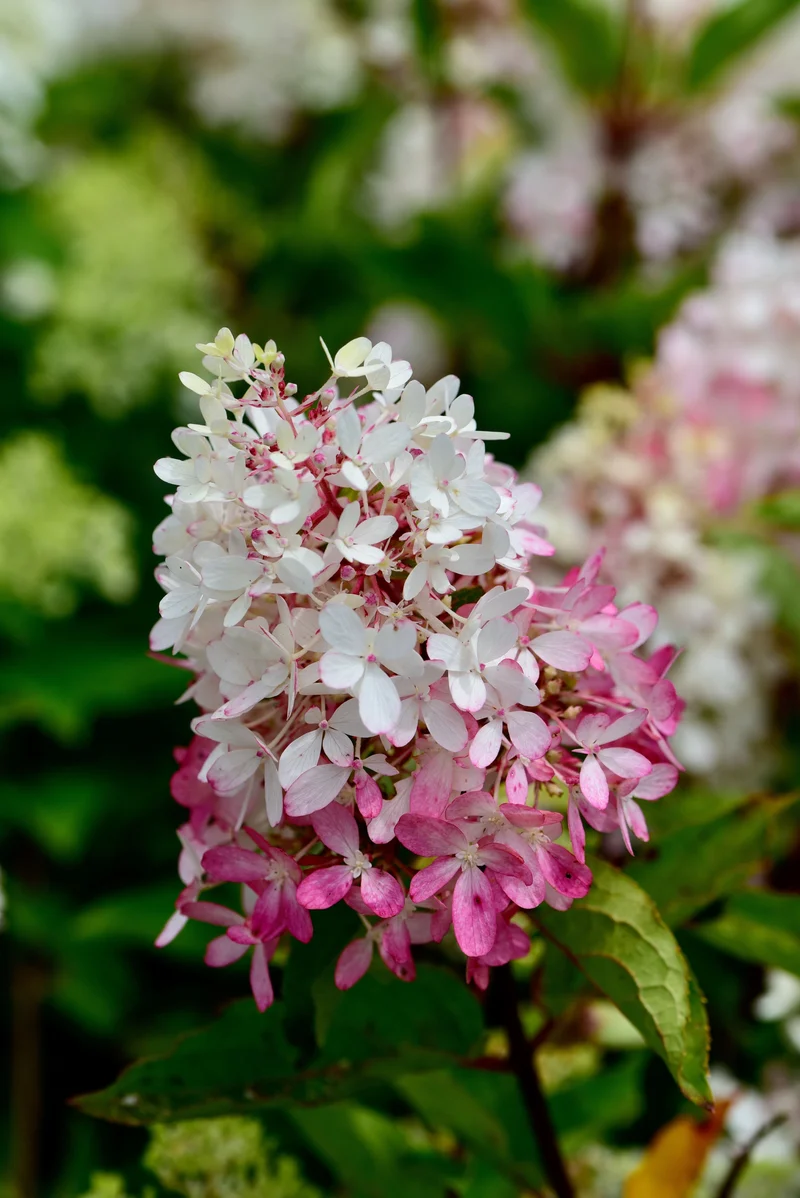 Hortensia paniculé ‘Zinfin Doll’ ( Hydrangea paniculata ‘Zinfin Doll’)