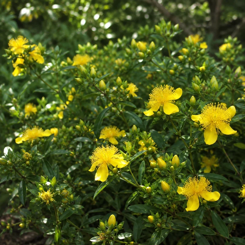 Millepertuis de Kalm ( Hypericum kalmianum )