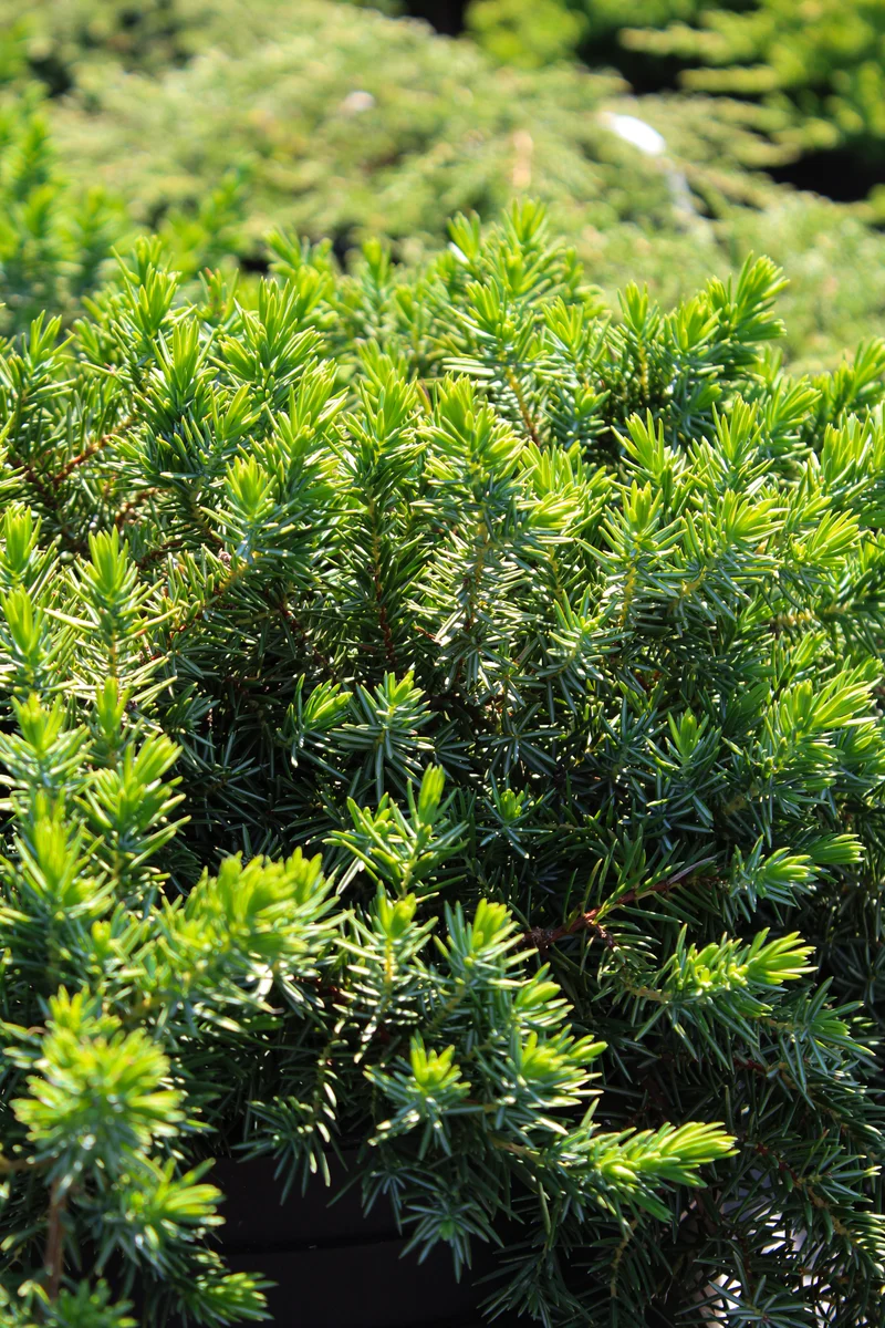 Genévrier conferta ‘Blue Pacific’ ( Juniperus conferta ‘Blue Pacific’)