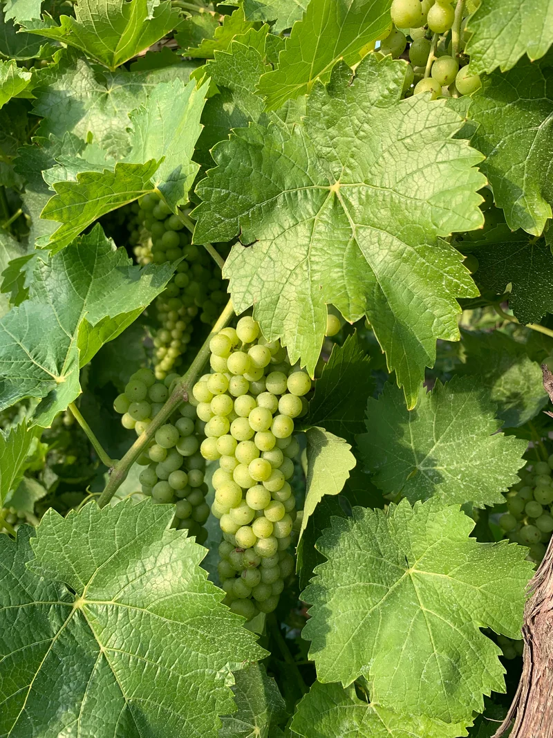 Vigne ‘Vidal’ ( Vitis ‘Vidal’)